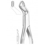  Fig. 10S upper molars