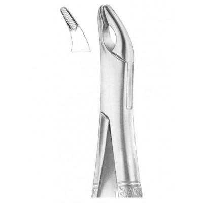  CRYER Fig. 150A upper incisors, premolars, roots